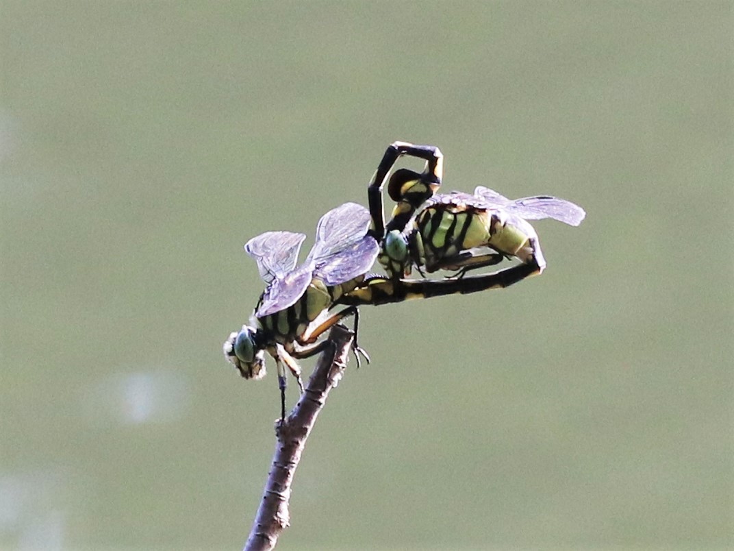 photo_1